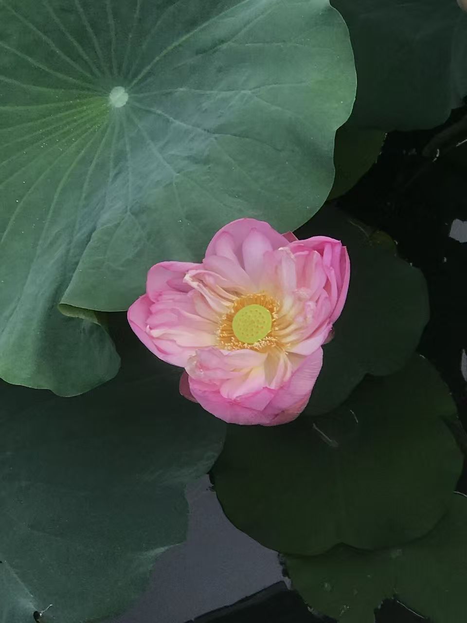 优德W88(中国集团)官方网站